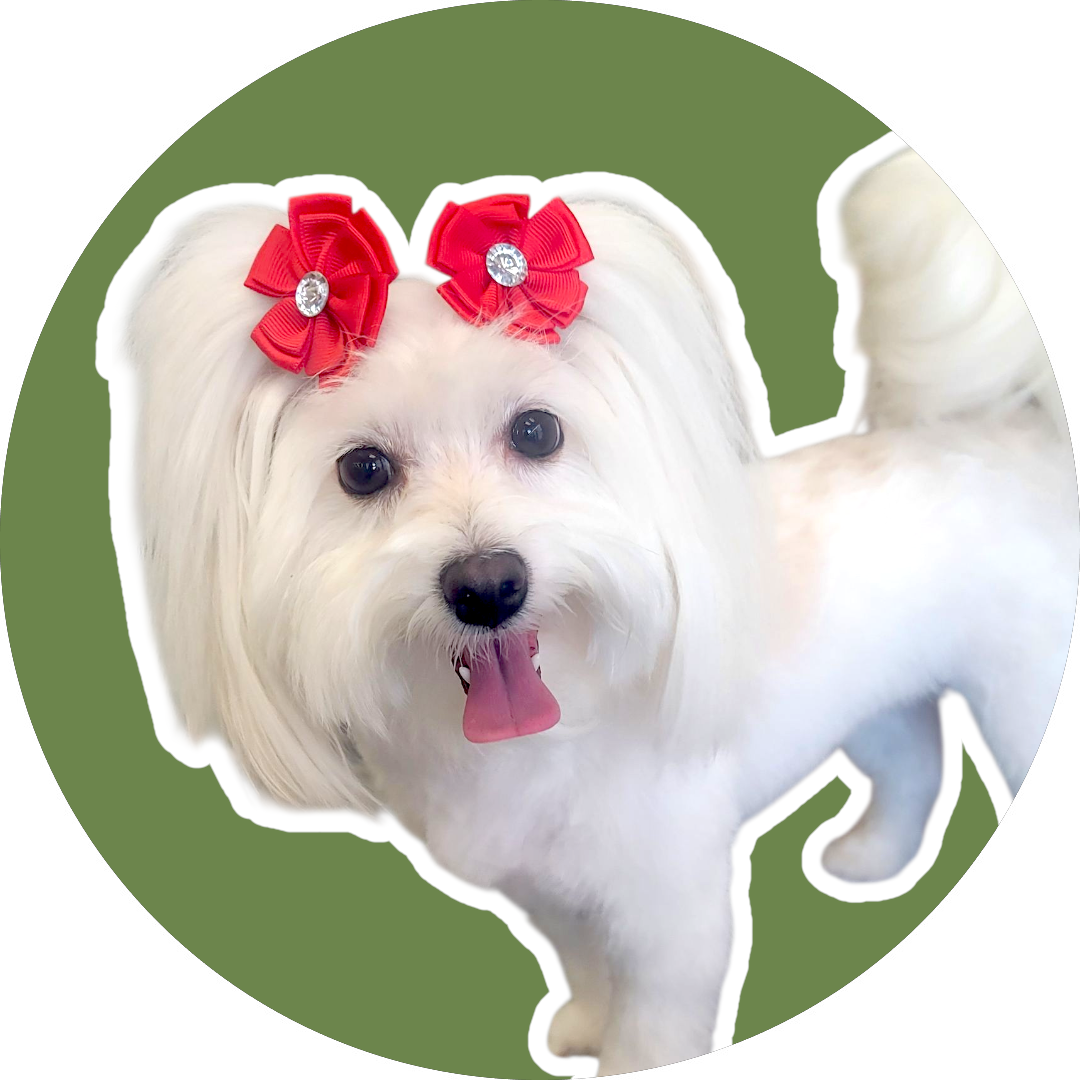 Dog Bows