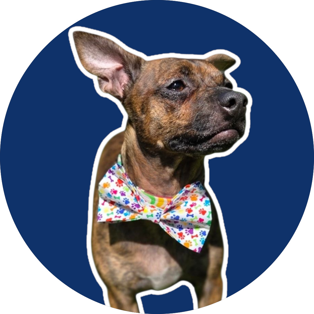 Dog Bowties